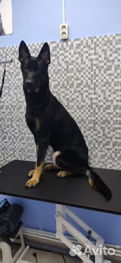 Собака на вязку