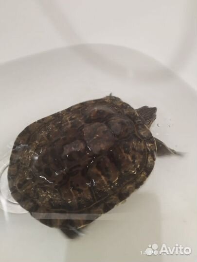 Красноухая черепаха бесплатно