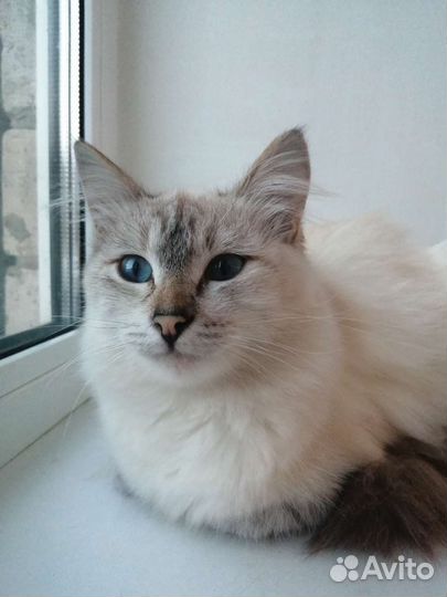 Отдам бесплатно