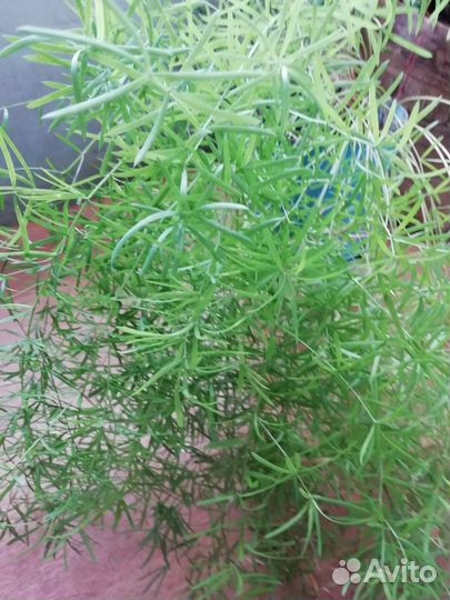 Аспарагус, домашний цветок