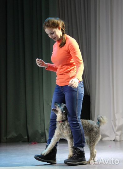 Дрессировка собак