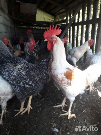 Молодые петухи