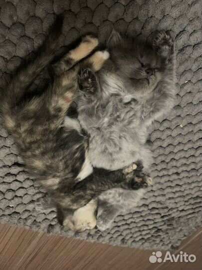 Британские котята