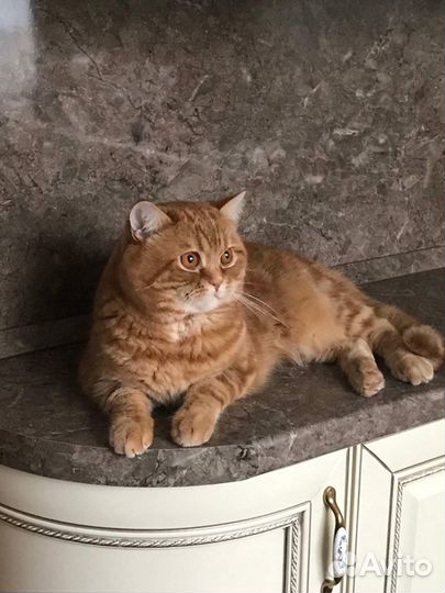 Котик для вязки