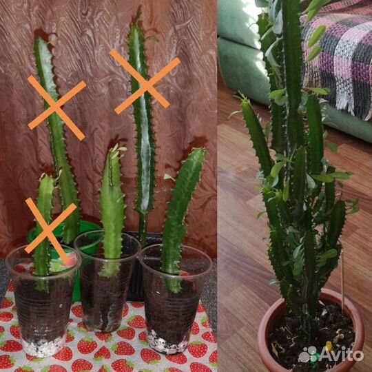 Эуфорбия(молочай треугольный) тригона рубра