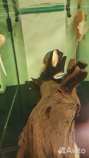 Коряга мангровая