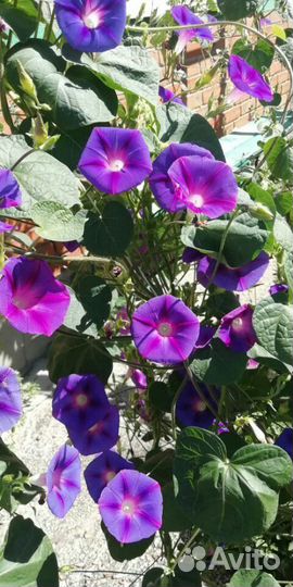 Ипомея шикарная лиана