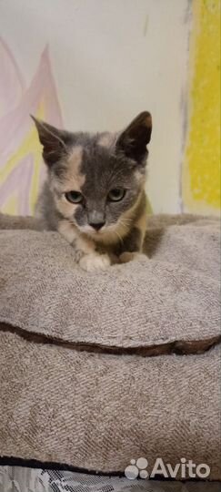 Котенок девочка в добрые руки