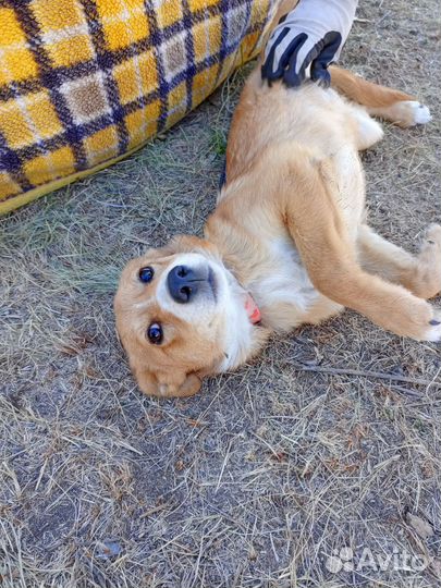 Собака в добрые руки