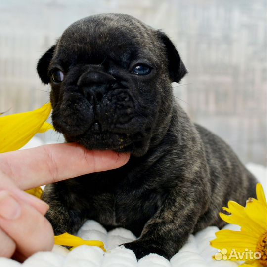 Французский бульдог щенки РКФ