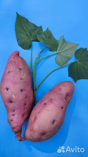 Батат сорт Наполеон