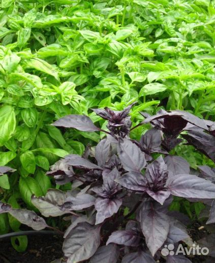 Свежая зелень