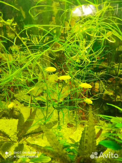 Аквариумное рыбки