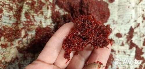 Мотыль, опарыш, червь, мормыш, кормовой мотыль