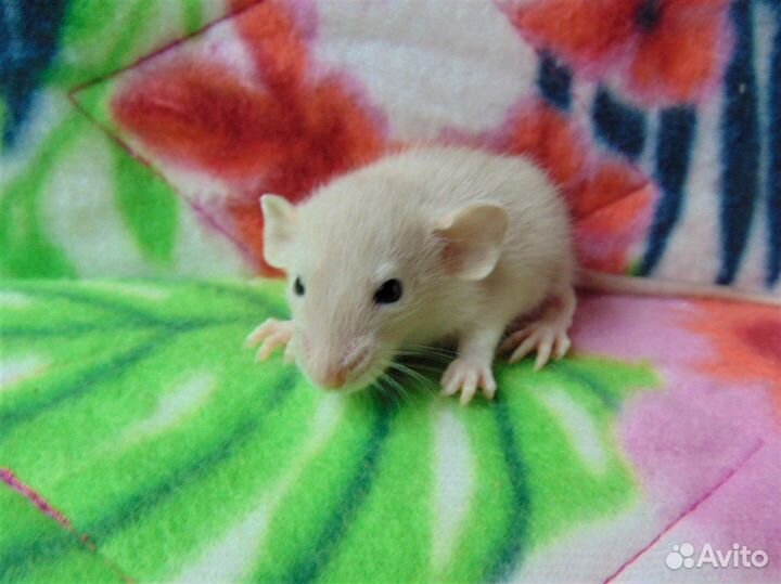Крысята - дамбо, стандарт, клетки, гамак в подарок