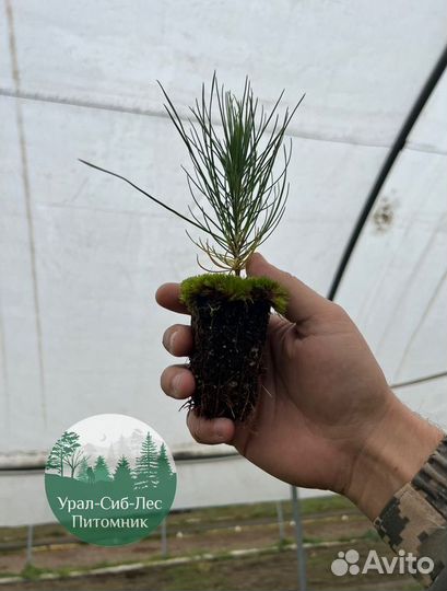 Сеянцы зкс Сосна Ель Лиственница окс Голуб Горн