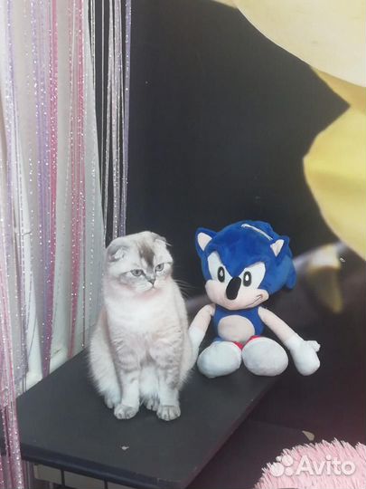 Ищем жениха