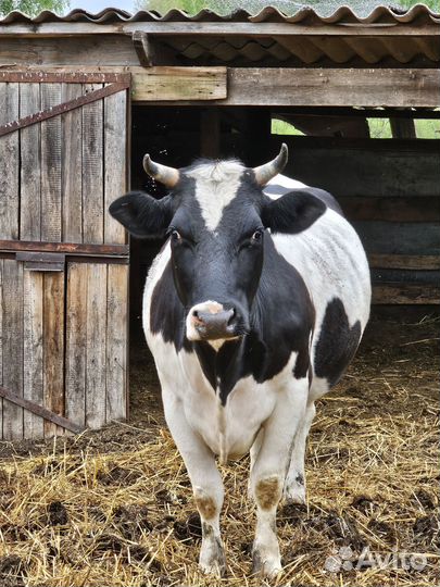 Корова дойная