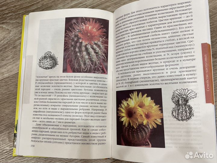 Книга кактусы и другие суккуленты в доме и в саду