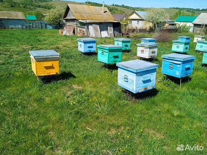 Пчелы среднерусской породы