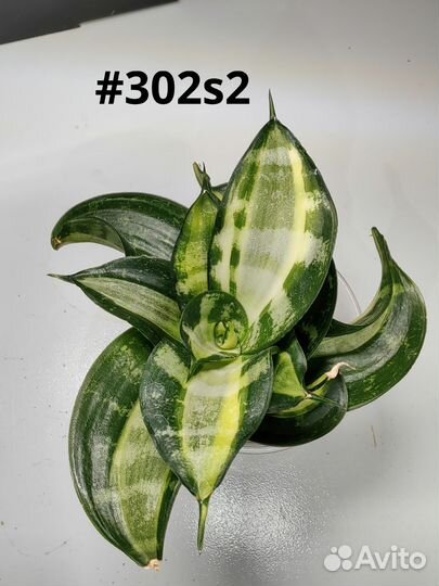 Сансевиерия Hahnii коллекция