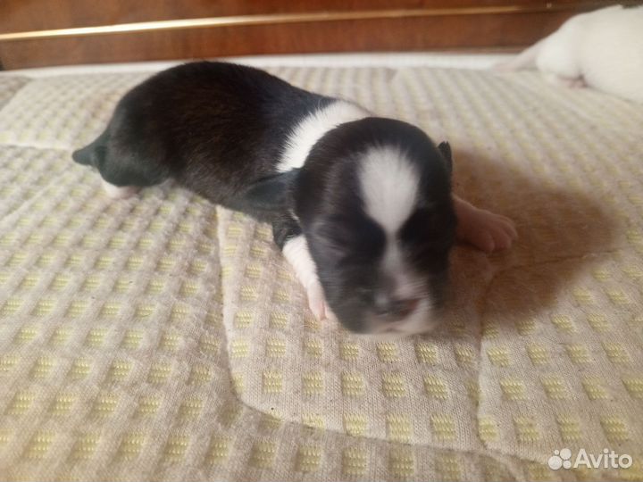 Щенки от маленькой собачки бесплатно