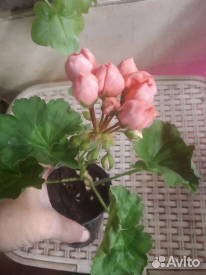 Пеларгония тюльпановидная