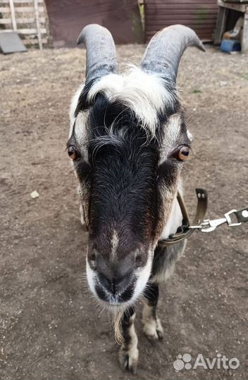 Козел породы Ламанча