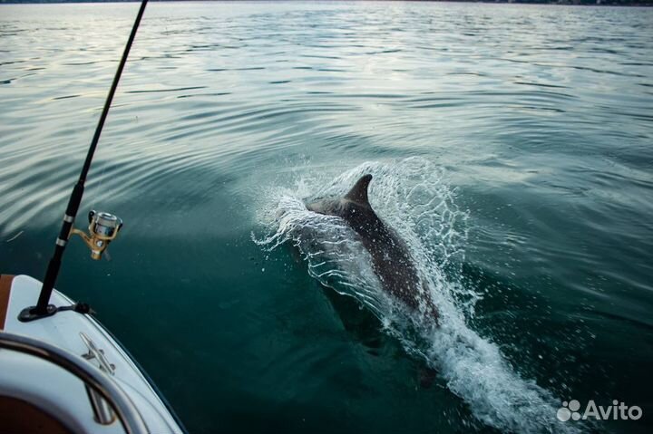 Рыбалка в открытом море, Аренда катера,собственник