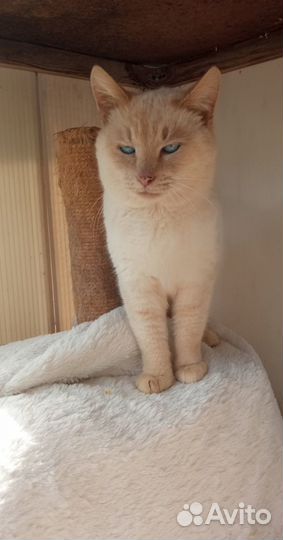 Кот в добрые руки