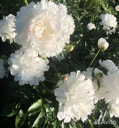 Пионы саженцы