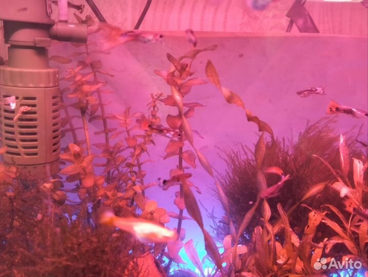 Продам аквариум 45-50 литров с рыбками,аква раст-я
