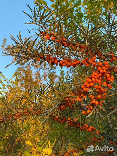 Облепиха ягода