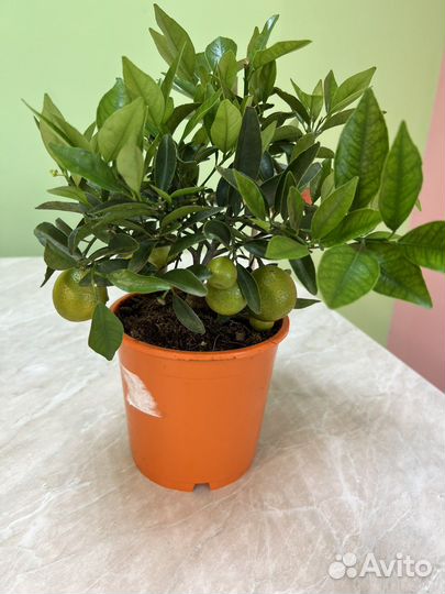 Цитрофортунелла Каломандин