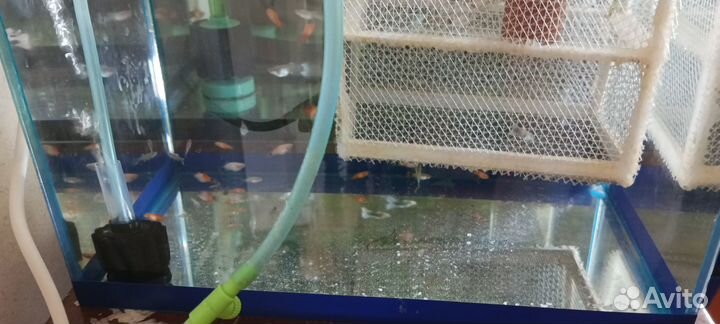 Аквариумные рыбки