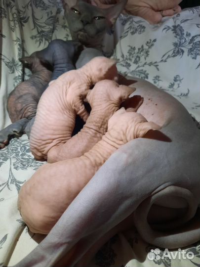 Канадский сфинкс котенок