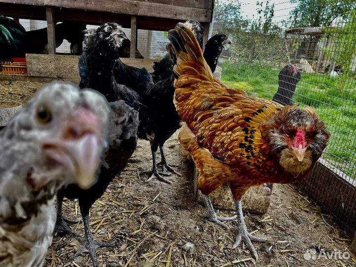 Гергебильские куры или Гилянская