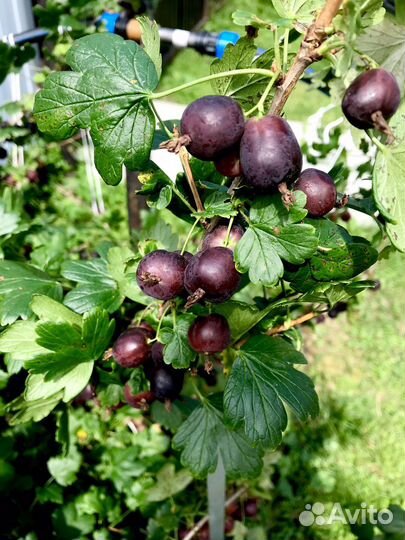 Саженцы крыжовник сортовой, черный и красный