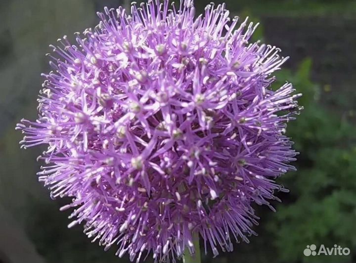 Лук Суворовский (декоративный)