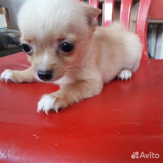 Щенки чихуахуа мини