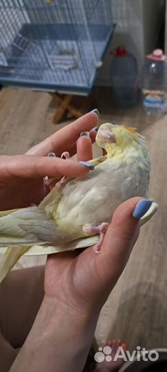 Попугай корелла птенец выкормыш ручной