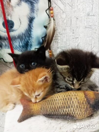 Кошка