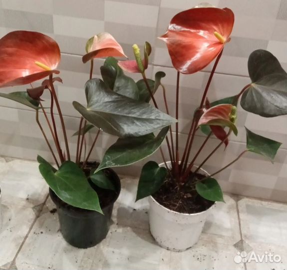 Антуриумы цветущие
