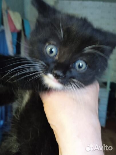 Кошка в дар