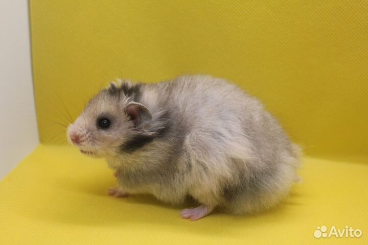 Сирийский хомяк