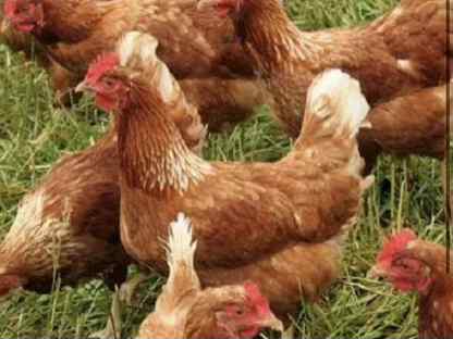 Молодки несушки, Знаменка