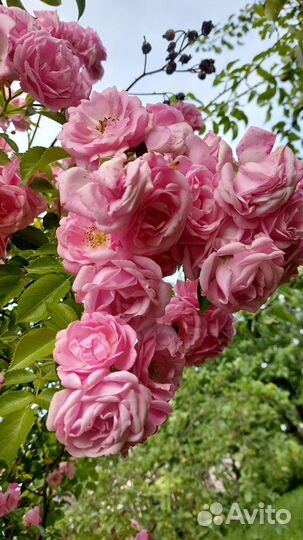 Роза плетистая красная Гранд Отель и Ясмина