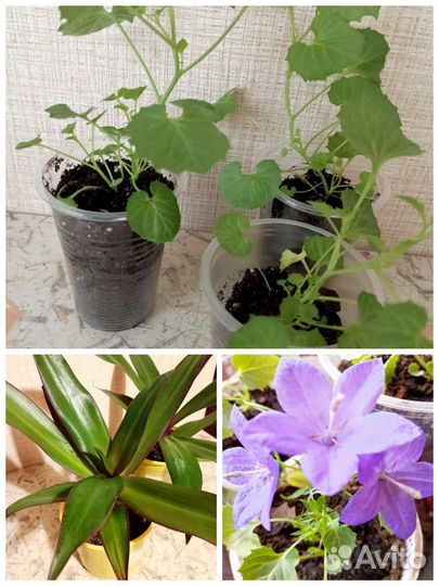 Рэо, кампанула, диффебахия