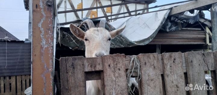 Молочные козы