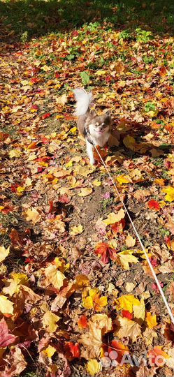 Аренда милого щенка